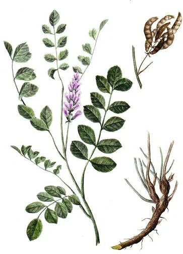 Солодка мята. Солодка уральская (glycyrrhiza uralensis). корень солодки, солодка уральская, лакричник. солодка уральская — glycyrrhiza uralensis fisch.. glycyrrhiza glabra.