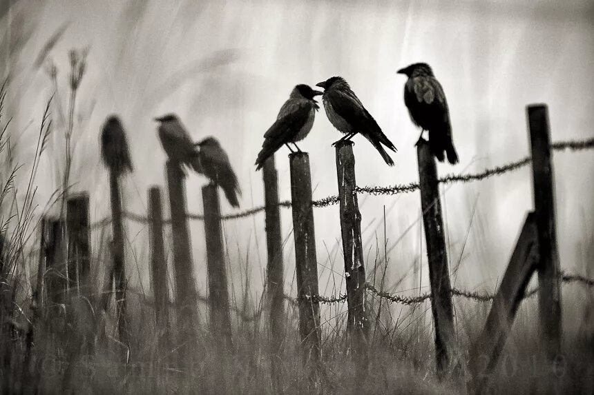 кружатся вороны. стая птиц. звук вороны стаями. стая ворон. звук вороны стаями.