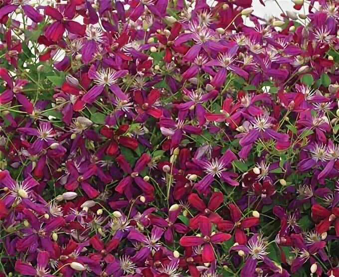 Clematis 'Sweet Summer Love' Summer of love, Clematis, Summer