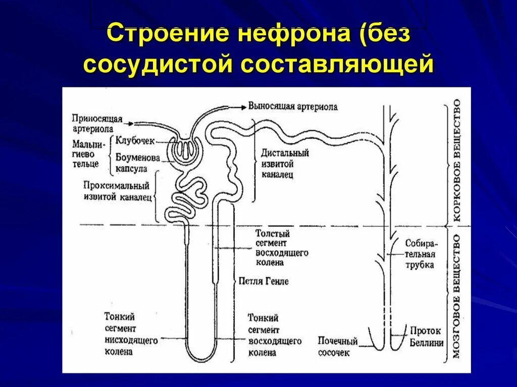 Строение нефрона почки анатомия. Отделы нефрона почки физиология. Части нефрона канальцы. Строение нефрона 8 класс. Каково строение и работа нефрона