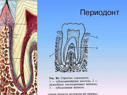 Периодонт особенности строения