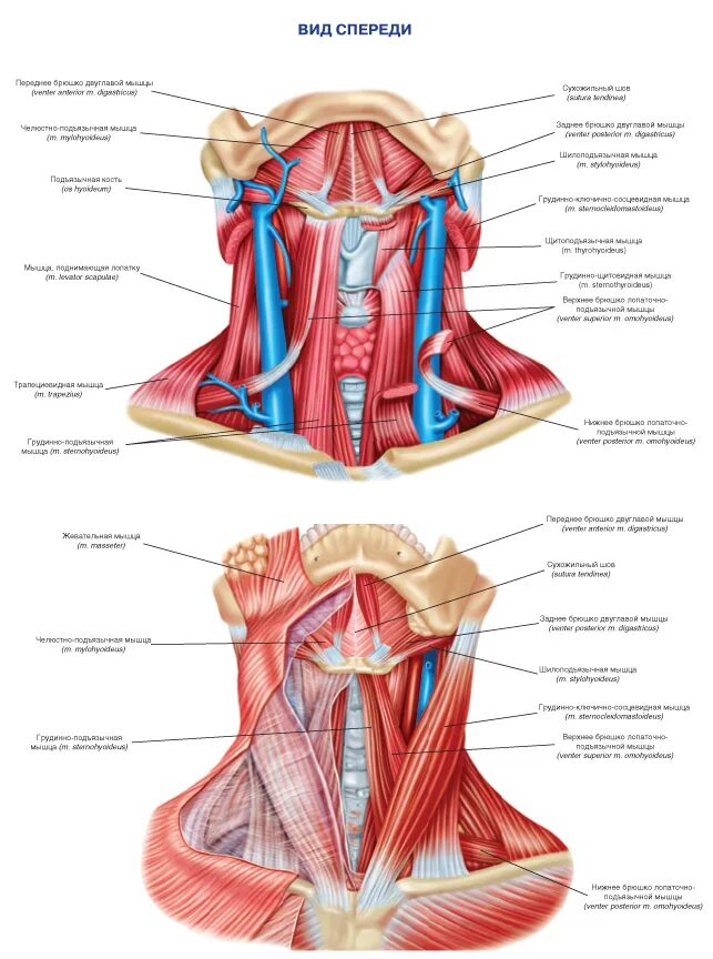 Мышцы шеи анатомия. Анатомия шеи человека спереди. Анатомия мышц шеи человека сзади. Мышцы шеи спереди анатомия. Мышцы шеи сзади анатомия.