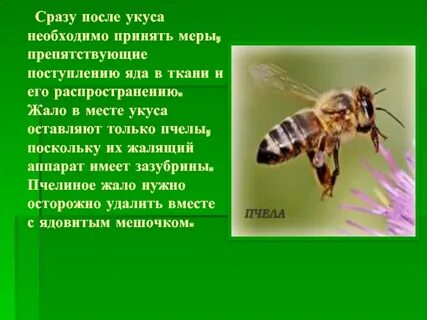 Укусы насекомых что делать после