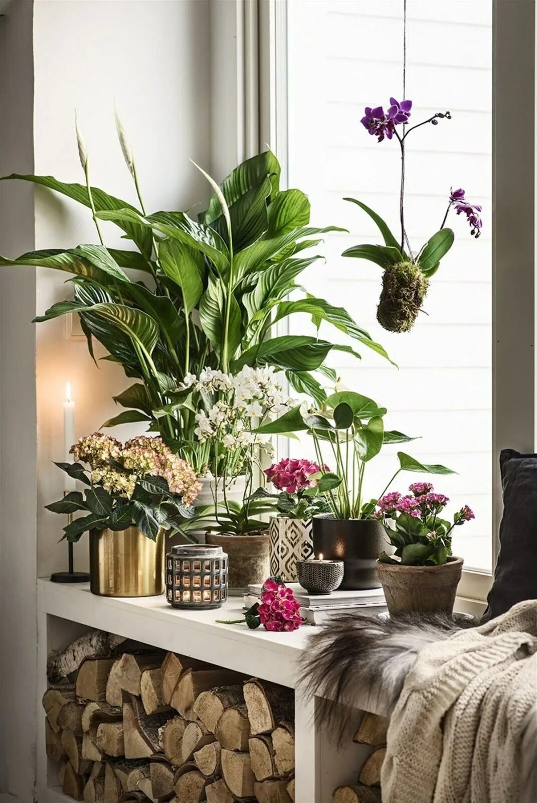 Комнатные растения на шкафах. Цветы в интерьере. Растения в интерьере. Комнатные цветы в интерер. Комната с растениями.