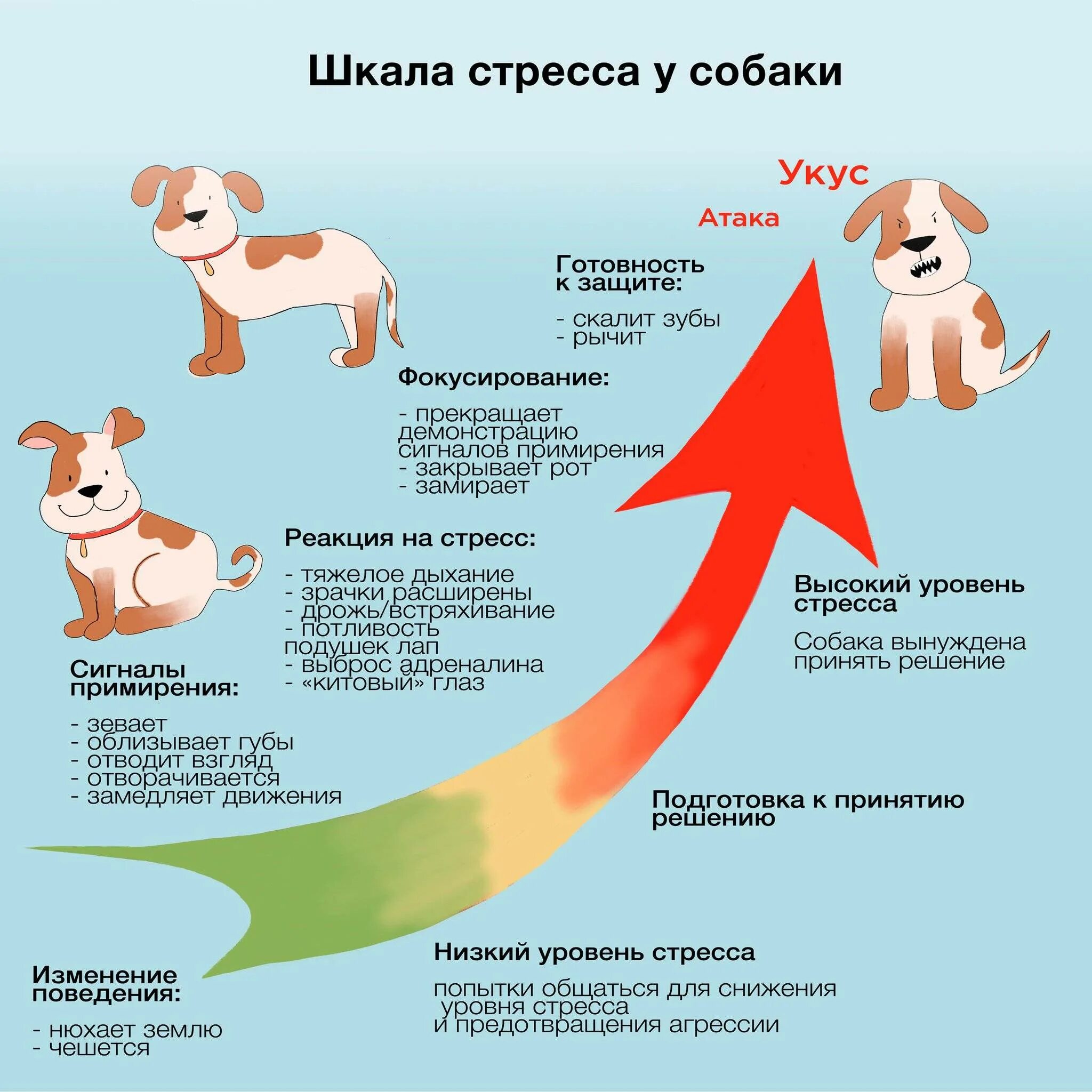 Сигналы стресса у собак. Сигналы примирения у собак агрессия. Стресс у собаки. Шкала стресса у собак. Почему щенок боится