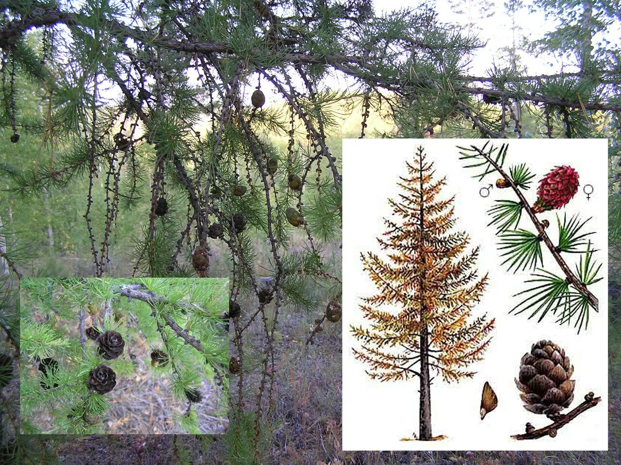 В растительном покрове преобладают хвойные породы деревьев. Лиственница Сибирская Larix sibirica. Лиственница Сибирская Larix sibirica шишки. Лиственница европейская хвоинки. Лиственница Сибирская пирамидальная.