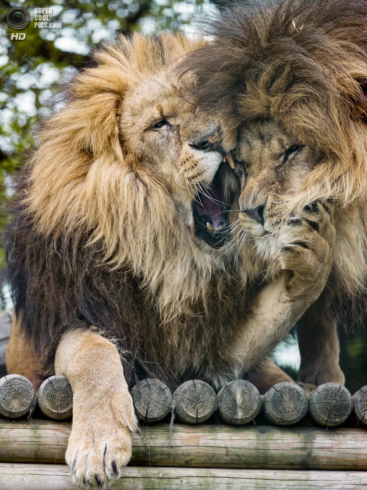 Лев улыбается. Смешной лев. Лев прикол. Удивленный лев. Лев с ухмылкой.