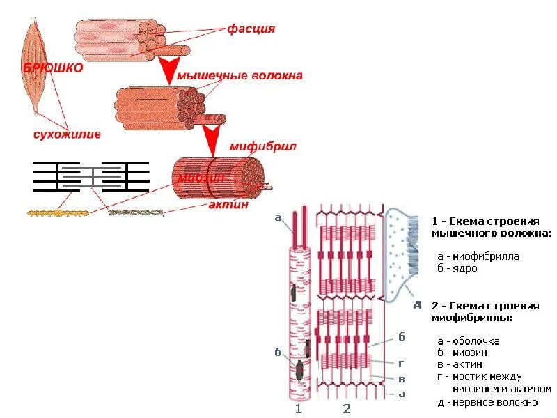 Мышечное волокно это. Схема строения скелетного мышечного волокна. Строение мышечное волокно мышечные волокна. Структура мышечного волокна рисунок. Схема мышечного волокна физиология.