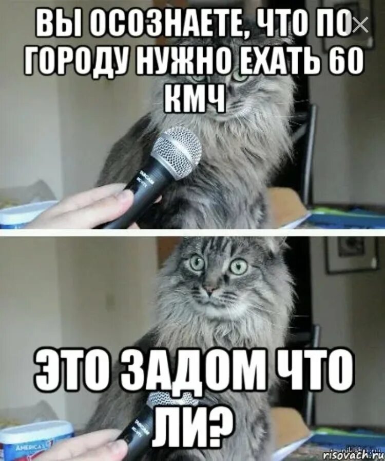 Нужно было ездить в. А вы знали. Мемы с котом и микрофоном. Кот с микрофоном Мем. Вы осознаете.