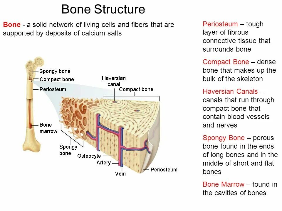 Layers bone. Layers bone