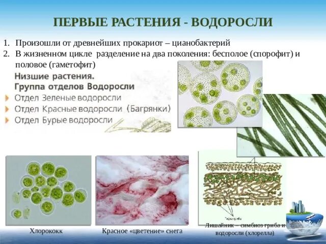 Хлорококк Тип питания. Хлорелла прокариот. Хлорококк особенности строения. Жизненный цикл цианобактерий.