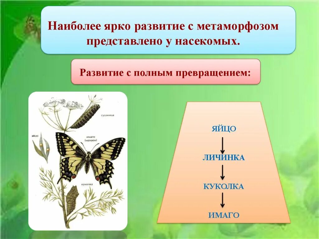 Развитие метаморфоза характерно для. Метаморфоз с полным превращением. Насекомые с полным превращением. Яйцо личинка куколка Имаго. Развитие насекомых с полным превращением.