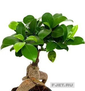 Фикус мокламе
