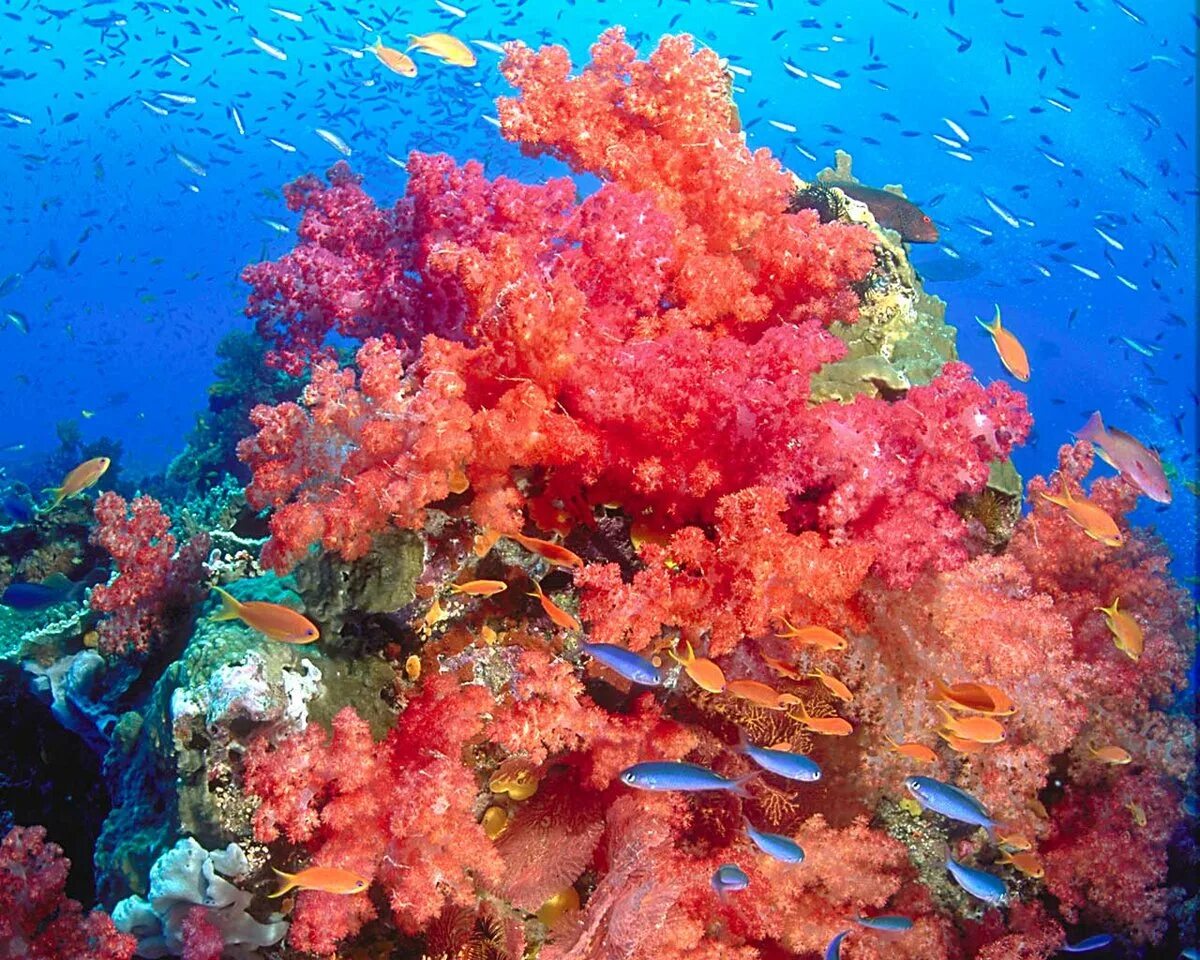 Коралловый риф. Коралловый Барьерный риф. Барьерный риф кораллы. Барьерный риф в тихом океане. Красивые коралловые рифы