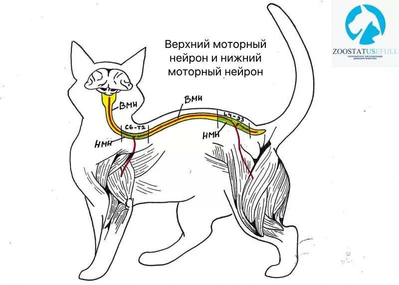 Мочевой пузырь у кота расположение. Мочевой пузырь у кошки расположение. Анатомия мочевой системы у кота. Анатомия кота мочевой пузырь. Частое мочеиспускание у кошки