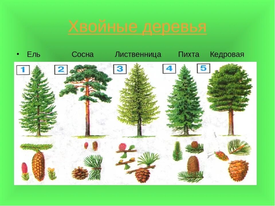 Сосна кедр пихта. Ель сосна кедр пихта. Ель сосна пихта лиственница. Хвойники ель и сосна.