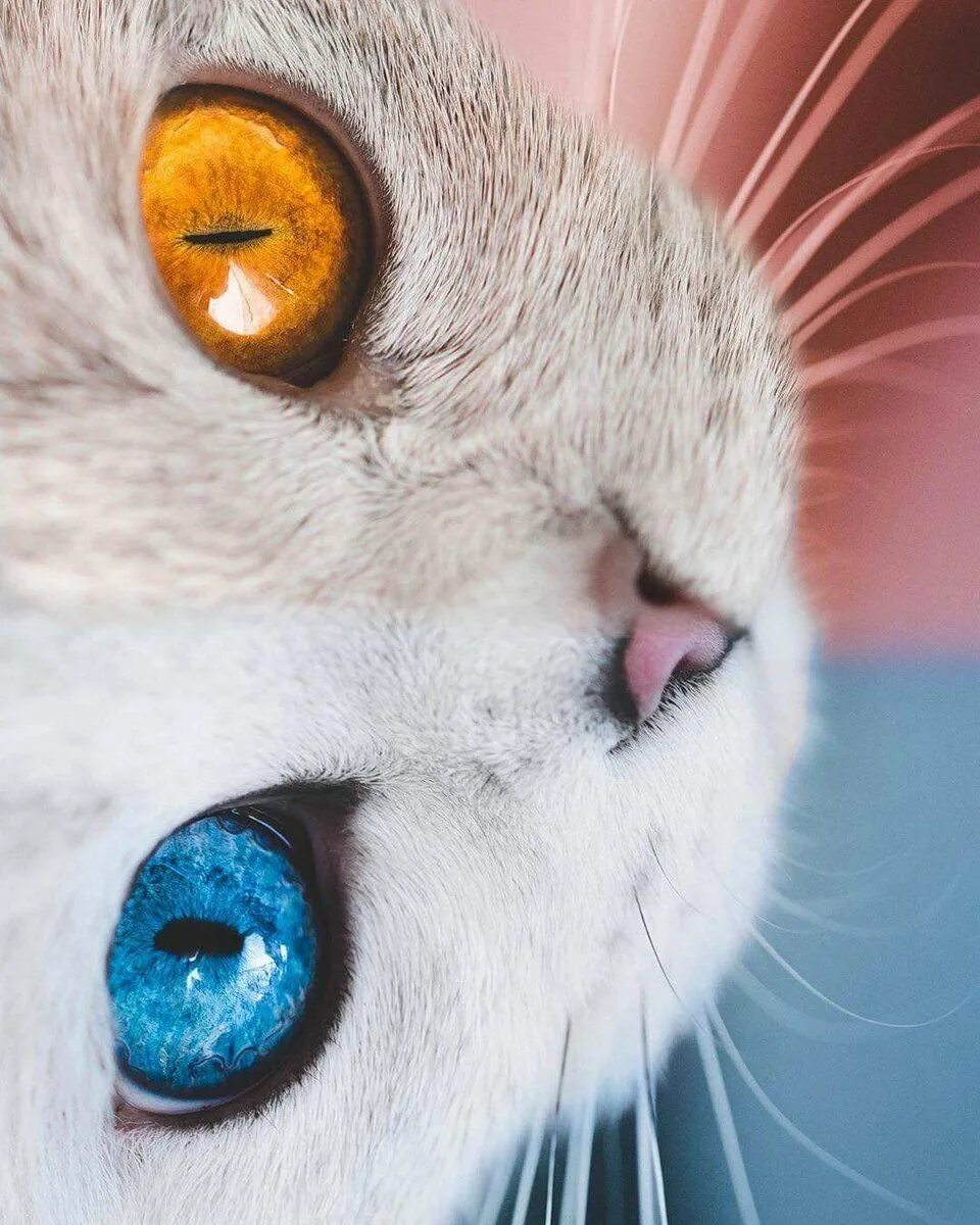 Глазки кошечки. Глаза кошки. ЛАЗ для кошки. Кошачий глаз. Красивые коты.
