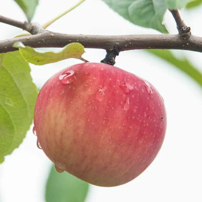 Яблоня Malus domestica. Яблоня домашняя (Malus domestica). Яблоня Авенариус. Сорт яблони Авенариус. Вид яблони домашней