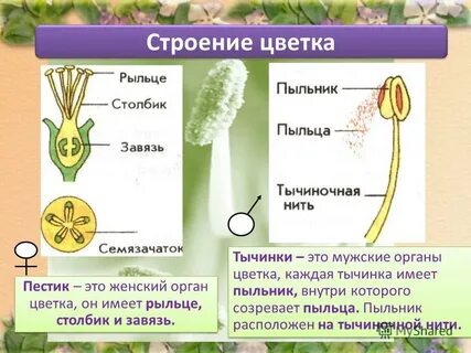 Пыльник рыльце