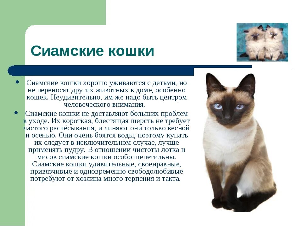 Слова породы кошек. Сиамская кошка характеристика породы. Описание кота сиамской породы. Сиамская кошка описание породы и характера. Рассказ о сиамской кошке.