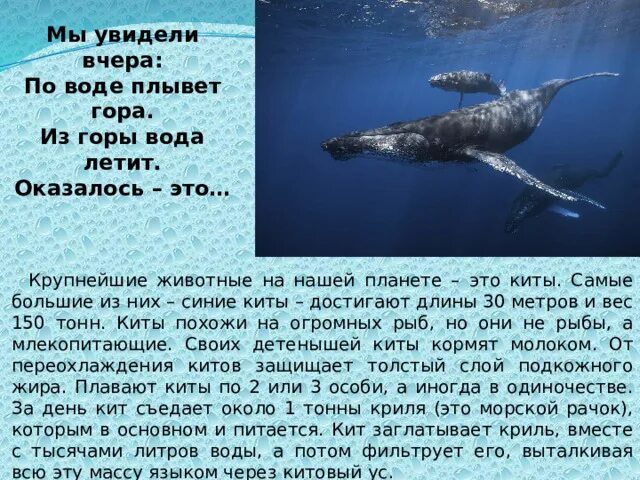 Большой синий кит. Самый большой синий кит. Синий кит самое крупное животное на земле. Масса синего кита достигает