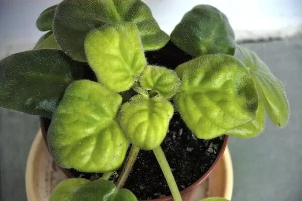 Фиалки желтеют. Фиалки желтеют. Фузариоз фиалок. Пожелтела фиалка. Бронзовость листьев фиалок.