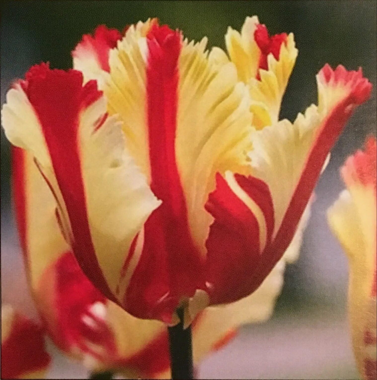 Тюльпаны попугайчики. Тюльпан блумикс попугайный. Тюльпан флеминг пэррот. Тюльпан попугайный сильвер пэррот. Тюльпаны попугайные.