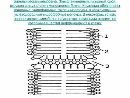 Двойной слой липидов мембраны