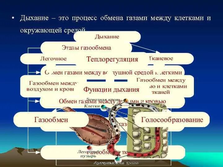 Газообмен между легкими и окружающей средой. Процесс газообмена между организмом и окружающей средой. Обмен в-в между клеткой и окружающей средой. Внешнее дыхание это газообмен между. Обмен газов между легкими