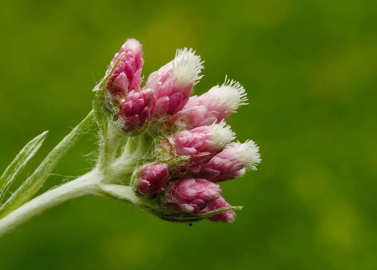 Лапках на русском языке. Кошачья лапка (Antennaria dioica). Кошачья лапка двудомная Antennaria dioica. Кошачья лапка (Антеннария двудомная) (Antennaria dioica). Антеннария двудомная Рубра Кошачья лапка.