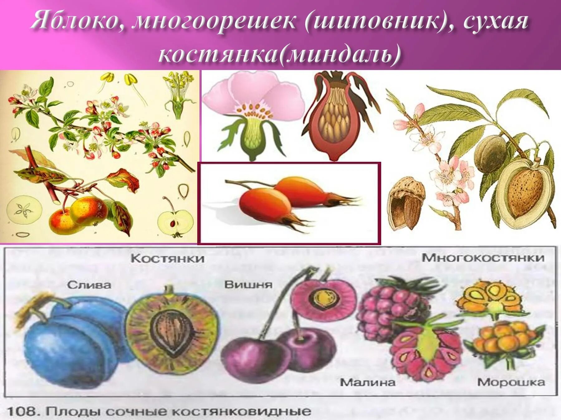 Розоцветные плод. Многокостянка Розоцветные. Семейство Розоцветные типы плодов. Типы плодов розоцветных растений.