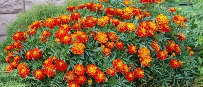бархатцы и диабет. цветки бархатцы в народной медицине. сушеные цветки бархатцев. бархатцы при сахарном диабете 2. бархатцы тагетес дюранго.