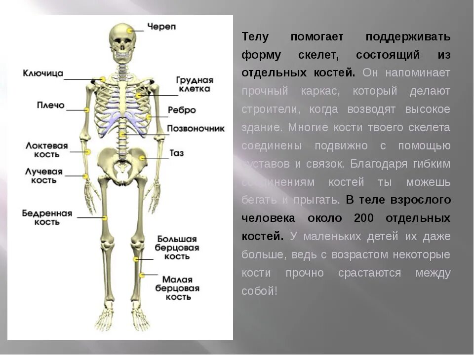 Скелет человека информация. Сообщение о скелете. Сообщение о скелете человека. Окружающий мир 3 класс опора тела и движение. Почему костю назвали костей