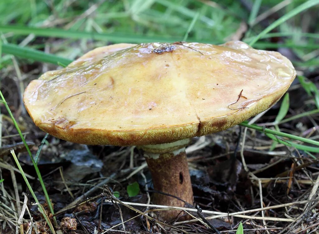 Масленок. Масленок лиственничный. Suillus grevillei. Ложный масленок лиственничный. Масленок лиственничный фото.