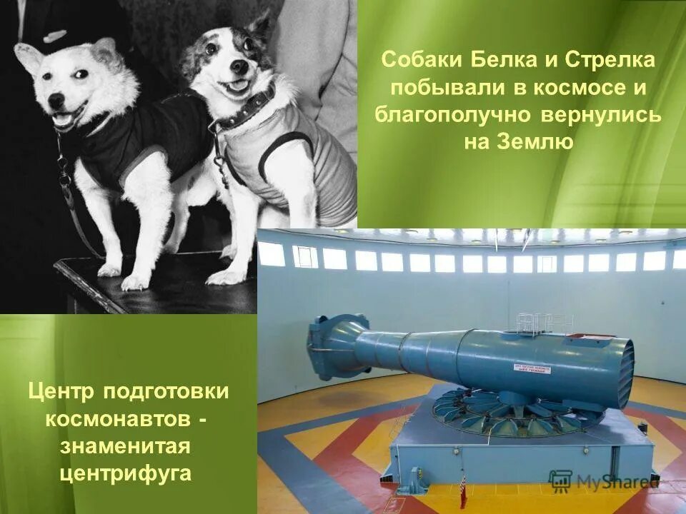 Первый полет в космос собаки белка и стрелка. Когда полетели белка и стрелка. Собаки которые были в космосе до гагарина. Когда полетели белка и стрелка. Собаки полетевшие в космос.