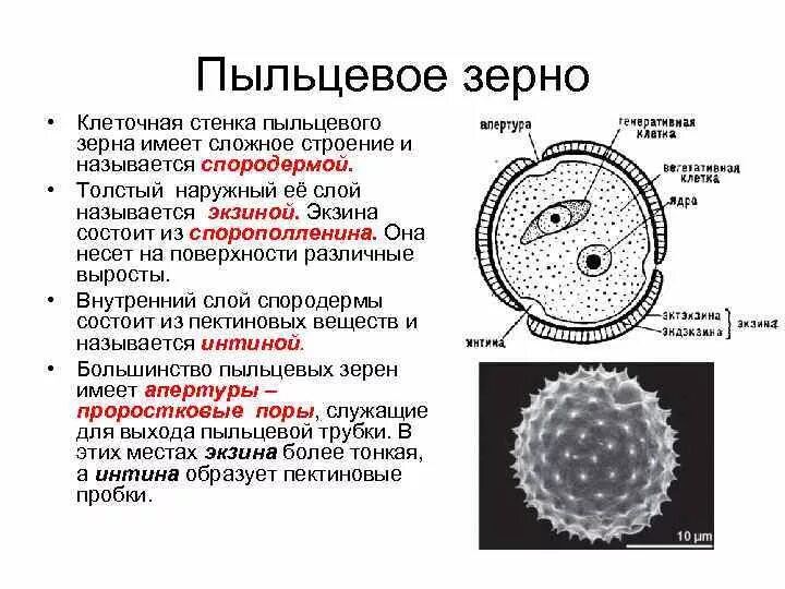 Сколько клеток в пыльце