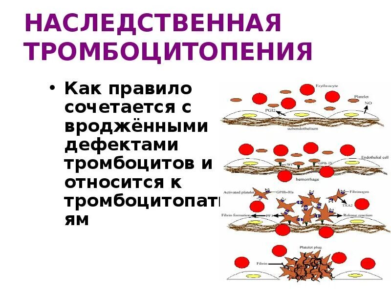 Тромбоцитопения причины и лечение у взрослых. Тромбоцитопения презентация. Процесс разрушения тромбоцитов. Снижение тромбоцитов синдром.