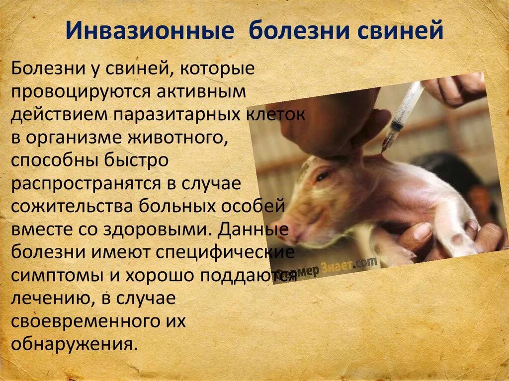 Виды заболеваний животных. Профилактика инфекционных заболеваний свиней. профилактика инфекционных и инвазионных заболеваний у животных. инвазионные болезни свиней.
