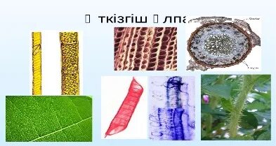 Әженің жыныстық қатынасын бастаңыз