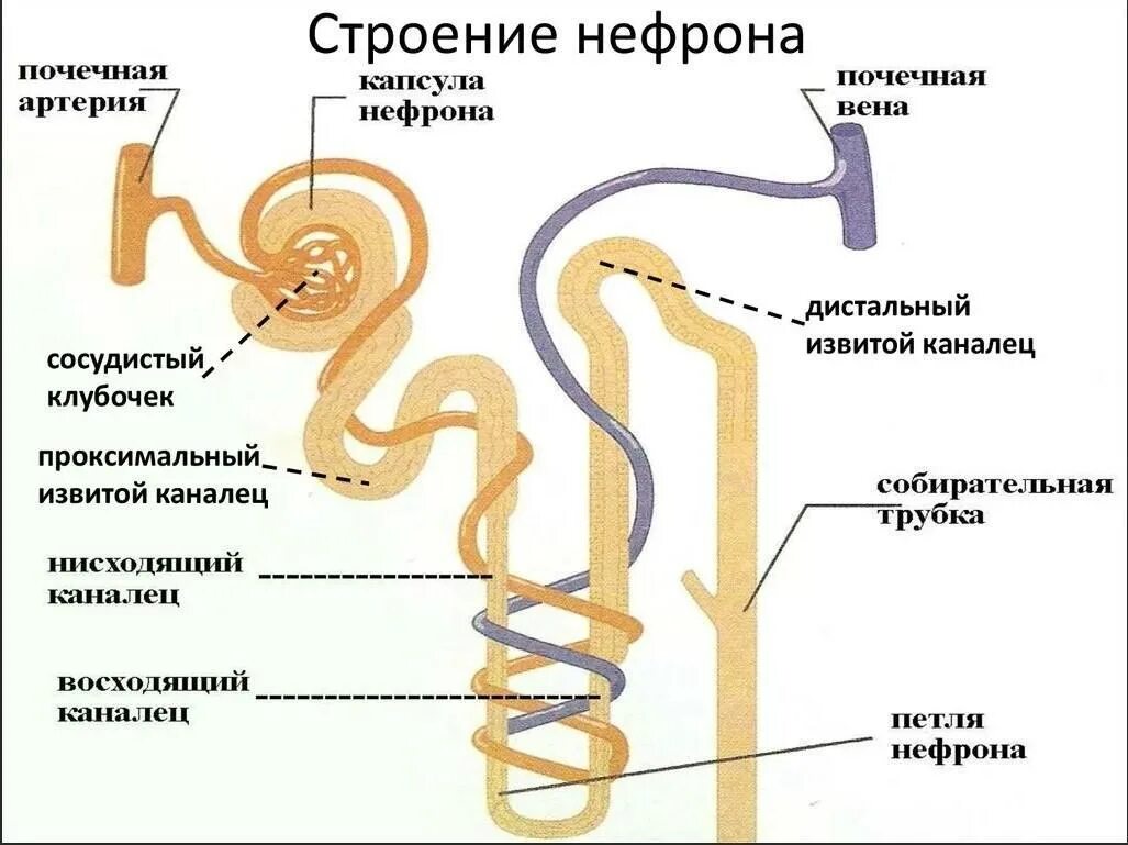 Строение нефрона почечный каналец. Структура каналец нефрона это. Капсулы нефронов на структуре почки. Каналец нефрона строение.