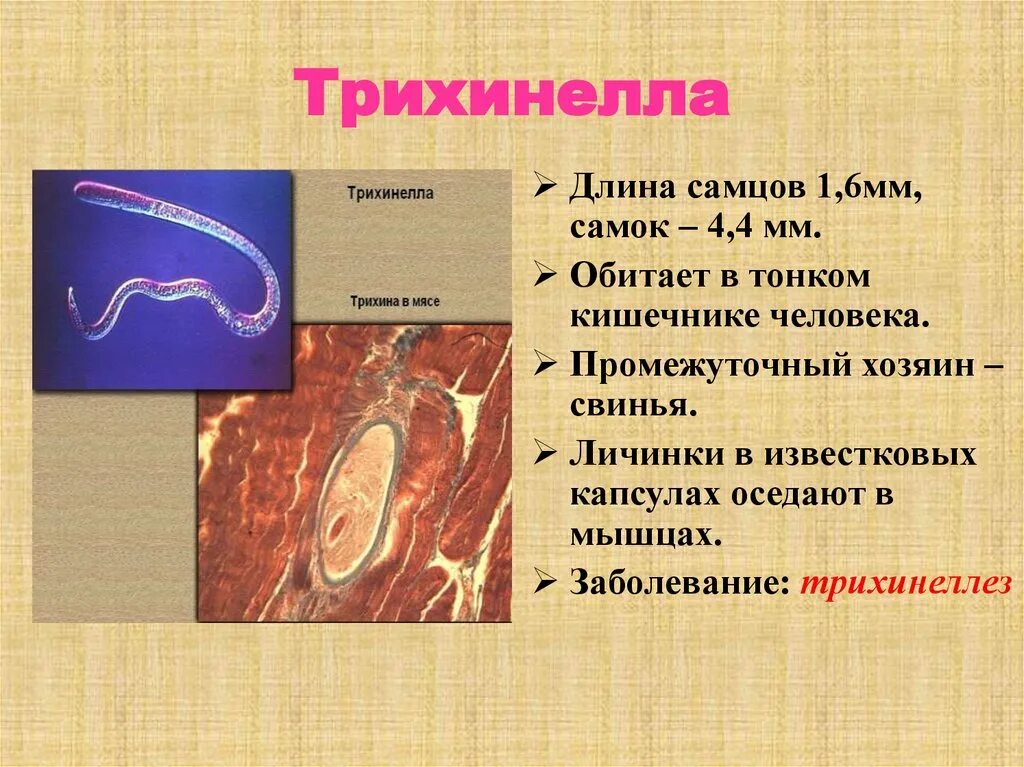 Трихинелла размер. Трихинелла размер. Мигрирующие личинки трихинеллы. Инкапсулированная личинка трихинеллы строение. Трихинелла размер.