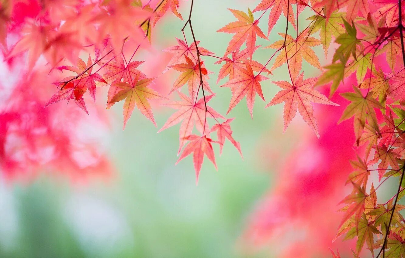 Нежные листья 2. Осенний фон. Красивый осенний фон. Осенний фон для фотошопа. Фон листва.