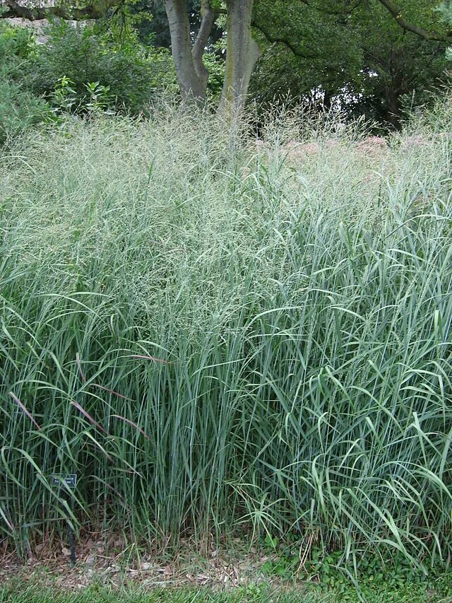 Просо прутьевидное panicum virgatum. Просо прутьевидное squaw. Просо прутьевидное 'rehbraun'. Просо прутьевидное скво. Просо прутьевидное фото.