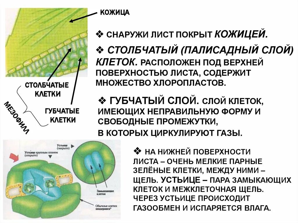 Какие клетки образуются листовую пластинку. Снаружи лист покрыт кожицей. Кожица листа покрыта. Внутреннее строение листа. Строение листа снаружи.