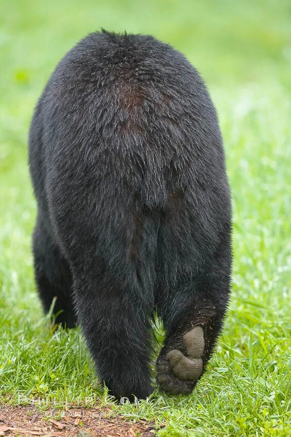 Pin by Kim Phillips on Beautiful Bears Bear, Prints, Instagram