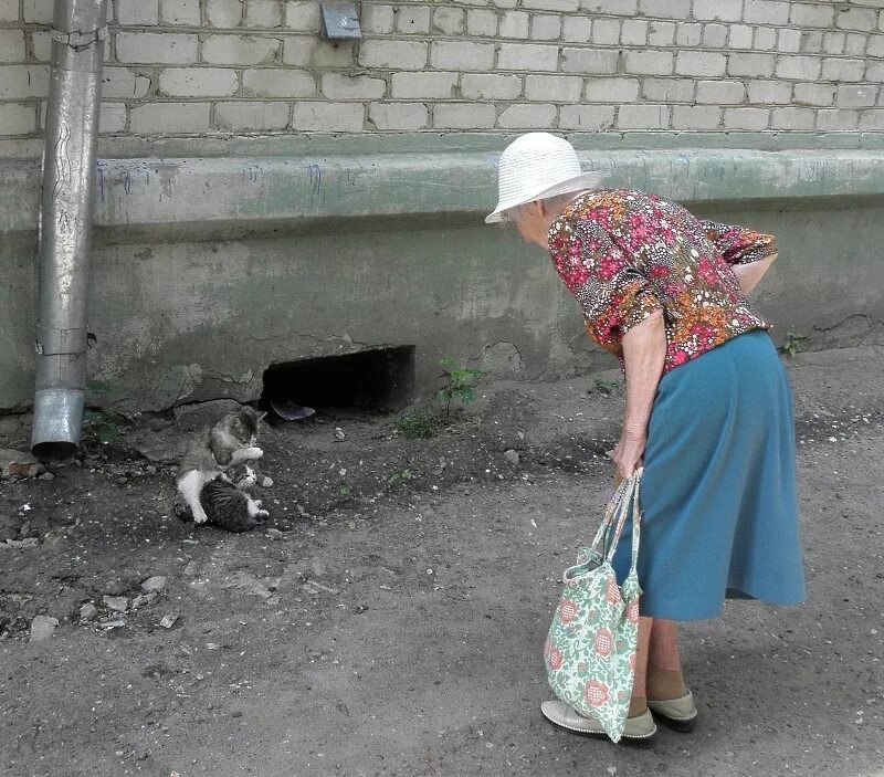 Женщина кормит кошек. Бабушка с котами. Бабка с котом. Бабуля с котом.