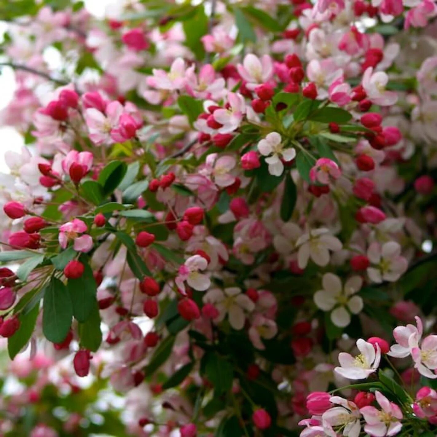 Яблоня декоративная обильноцветущая. Яблоня обильноцветущая Malus floribunda. Яблоня малус флорибунда. Яблоня декоративная флорибунда. Яблоня флорибунда