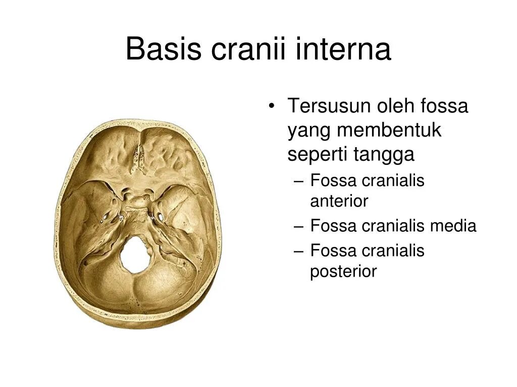 Basis род. Basis cranii interna. е fossa cranii media?. cranialis.
