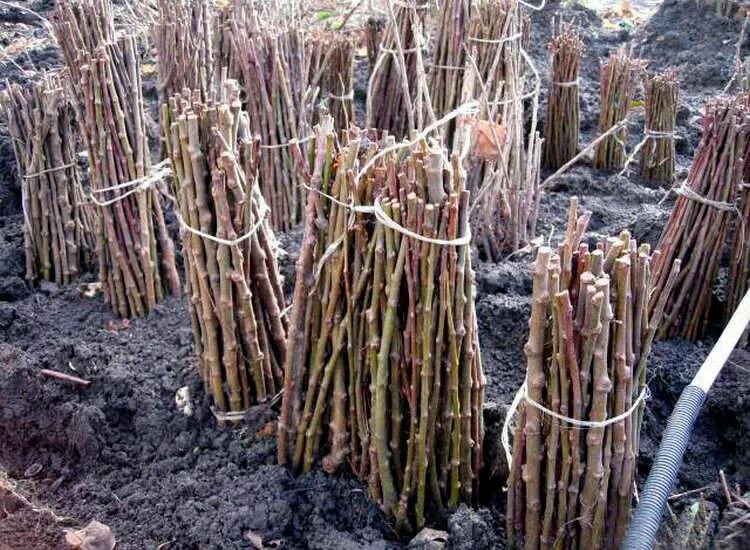 Весенняя прививка яблонь в расщеп. Подвой черенки. Весенняя прививка яблонь черенками. Дичок подвой. Прививки растений копулировка.