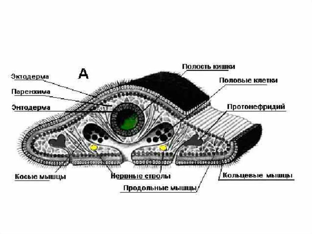 Кожно мускульная клетка передвижения. Поперечный срез планарии строение. Поперечный разрез через тело планарии. Поперечный срез тела плоского червя. Поперечный разрез плоских червей.